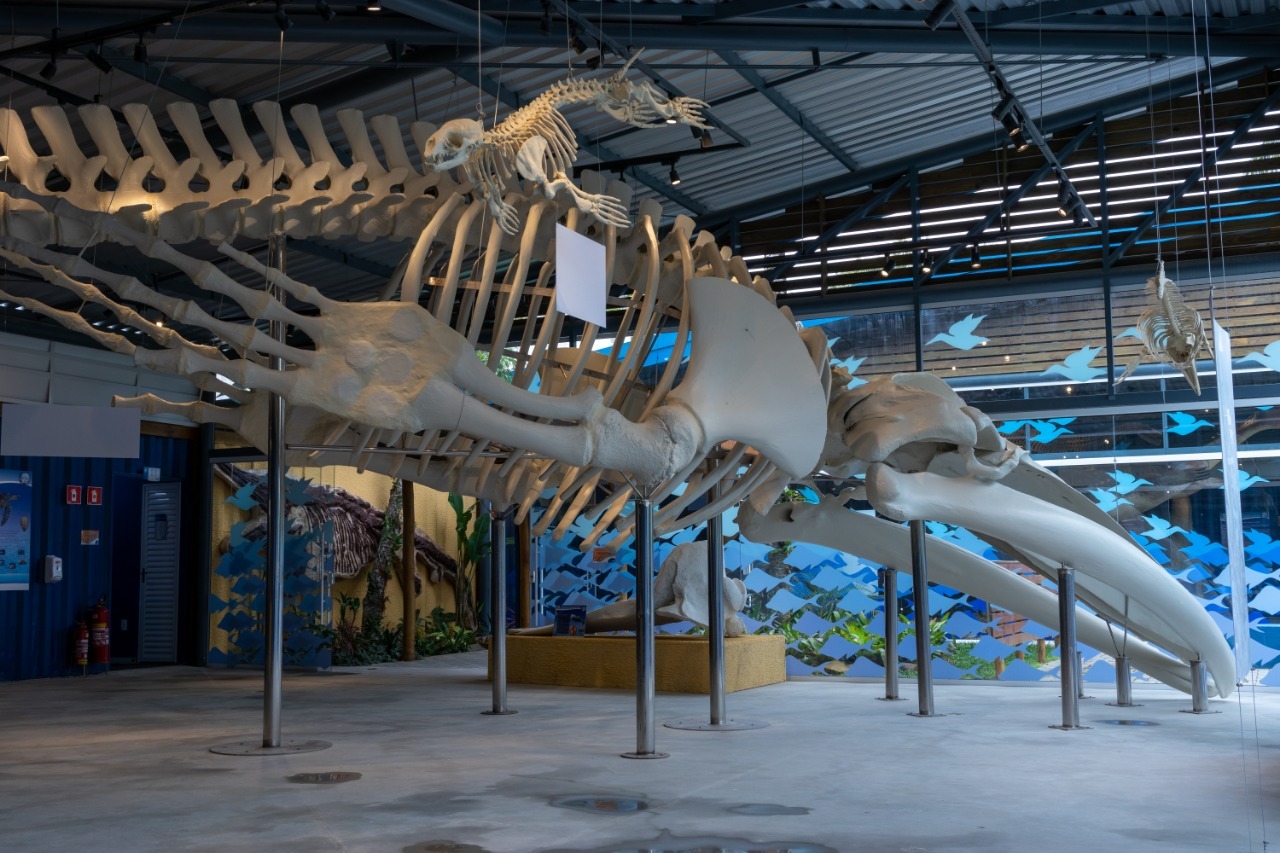 Museu da Vida Marinha de Ubatuba está com uma programação especial